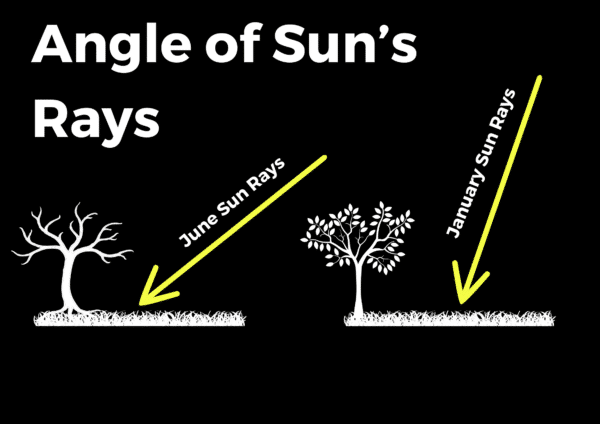 Diagram showing the angle of the sun's rays in June and January, with arrows indicating the path of sunlight for each month hitting the ground at different angles beside trees.